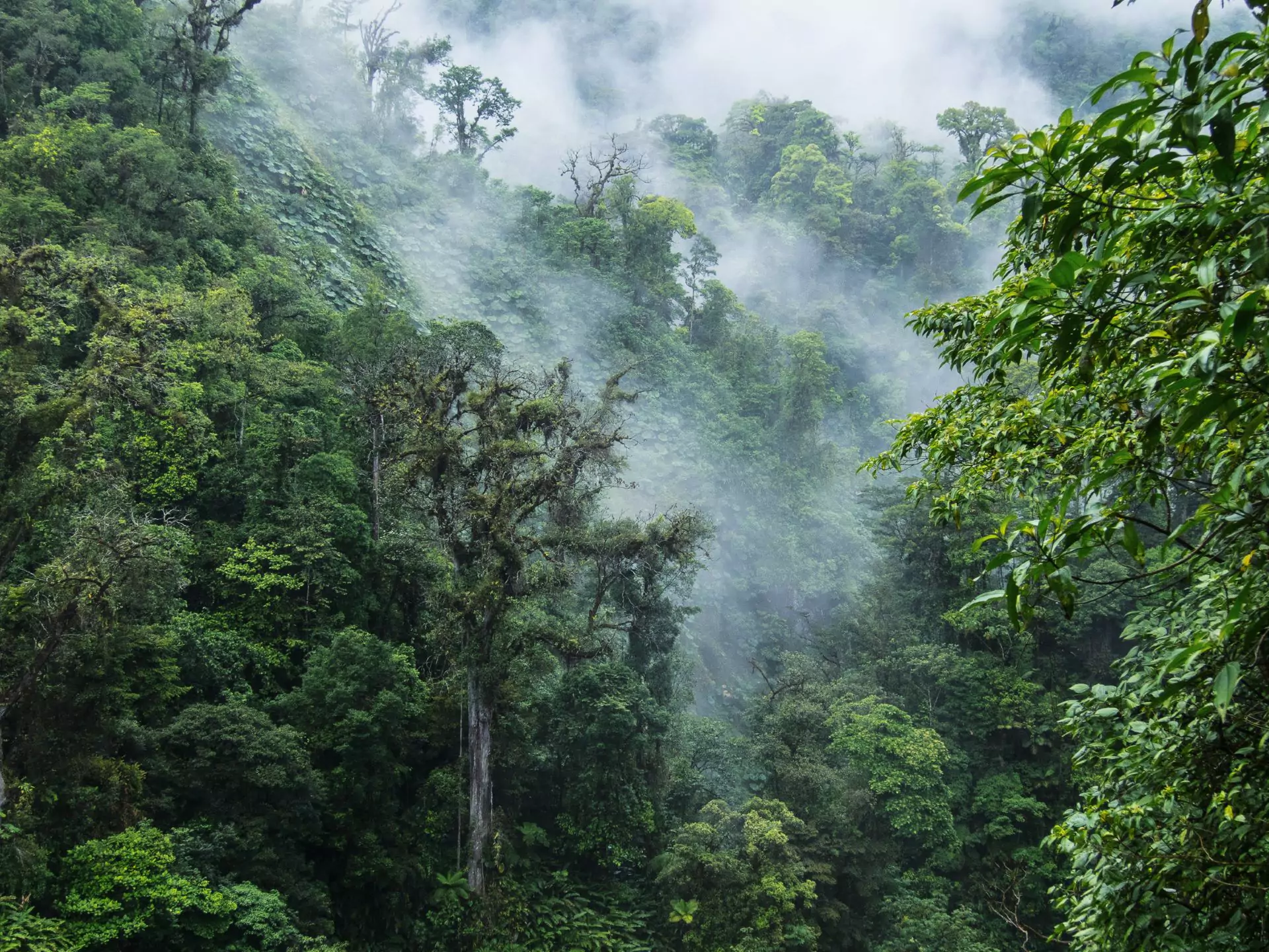 high in the monteverde clound forest