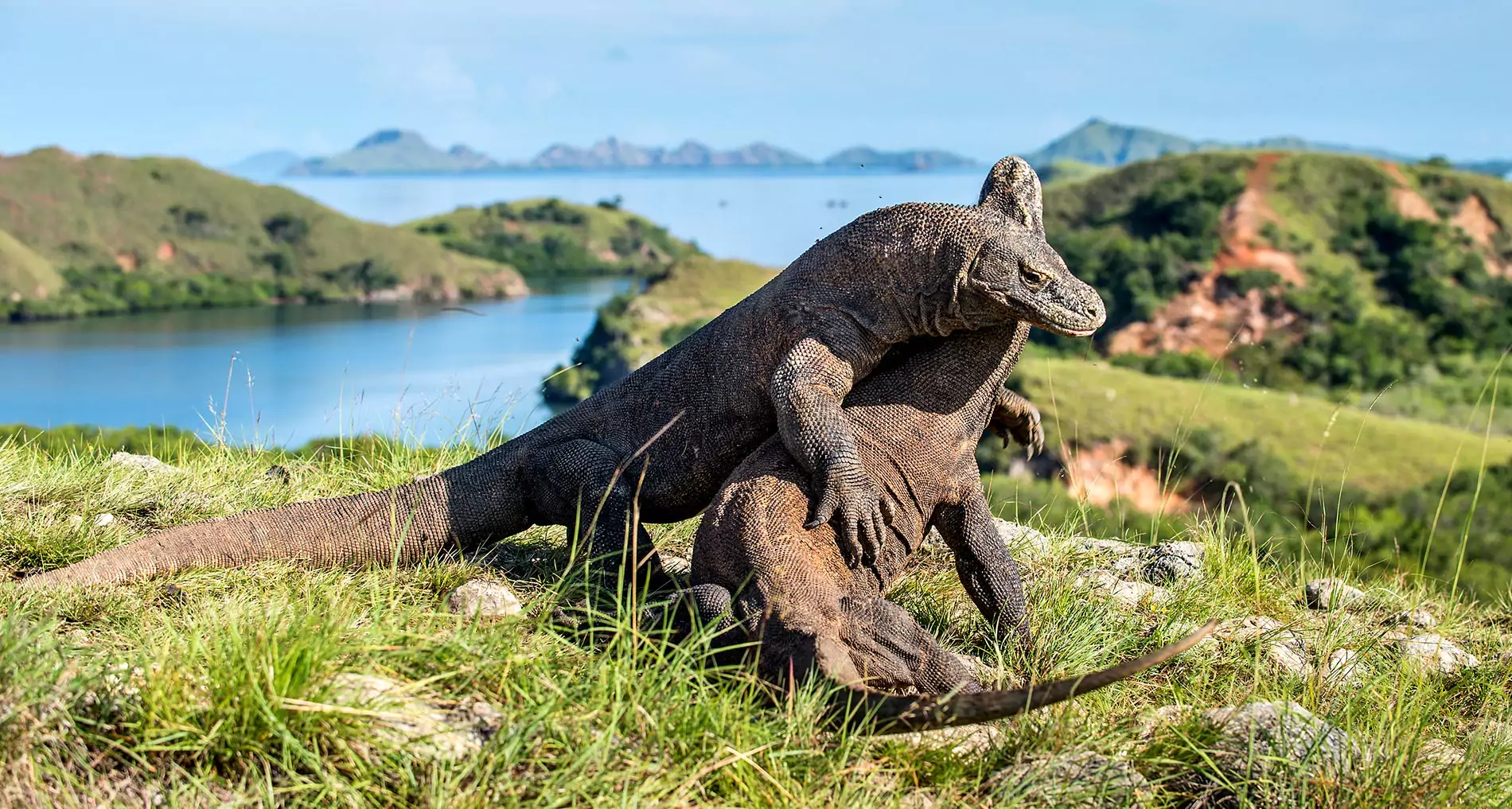 Komodo Park