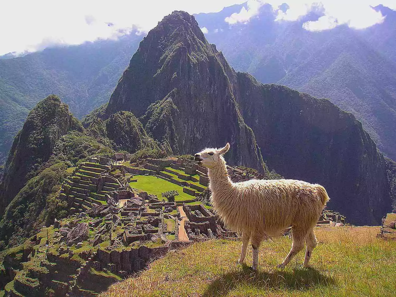 llama in peru