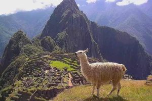 llama in peru